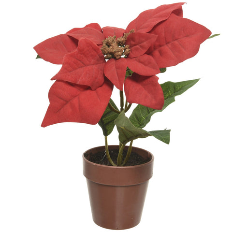 Poinsettia im Topf weihnachtsrot 0.1x0.1x20cm