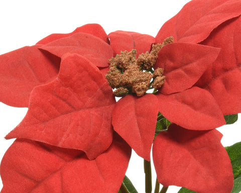 Poinsettia im Topf weihnachtsrot 0.1x0.1x20cm