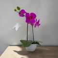Phalaenopsis 33cm lila im topf mit leuchtend violetter orchidee und grünen blättern in weißem keramiktopf