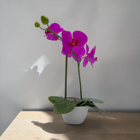 Phalaenopsis 33cm lila im topf mit leuchtend violetter orchidee und grünen blättern in weißem keramiktopf