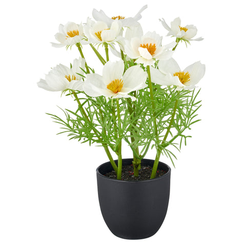 Weiß künstliche cosmea blumen mit gelbem zentrum in einem eleganten schwarzen topf