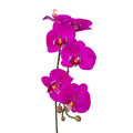 Phalaenopsis 69cm lila mit lebendig magentafarbenen orchideen und glänzenden blättern mit gelben zentren