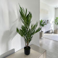 Eine goldfrucht palme 90cm mit üppigen grünen langen blättern in einem eleganten schwarzen topf