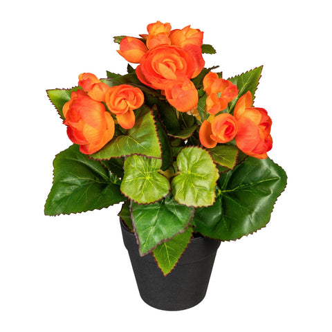 Begonienbusch ca 24cm mit leuchtend orangefarbenen blüten und glänzenden grünen blättern im schwarzen topf