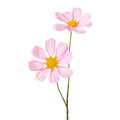 Rosa rudbeckia metallisch 55cm mit zarten cosmosblüten und gelben mittelpunkten auf grünen stängeln