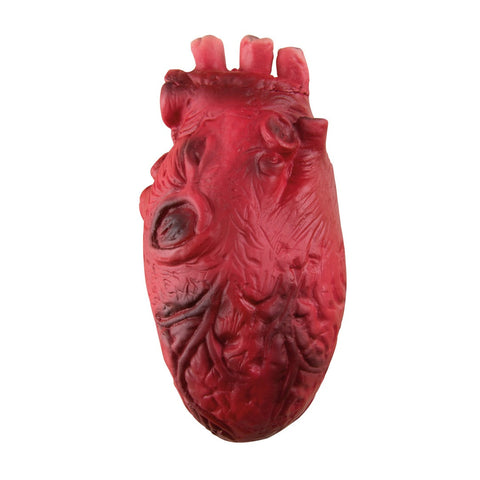 Künstliches herz rotes dekoratives objekt mit detaillierter anatomisch korrekter textur und sichtbaren inneren strukturen