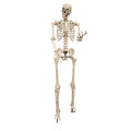 XXL Outdoor-LED-Skelett 3.18 m Halloween Ptit Clown