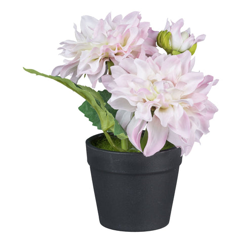 Zarte rosa-weiße künstliche dahlien im topf 14cm in mattschwarzem keramiktopf