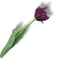 Papageintulpe violett 66cm mit leuchtend violetten und tiefblauen, gekrausten blütenblättern und zwei breiten grünen blättern