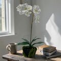 Künstliche orchidee weiß 40cm mit zarten blütenblättern und grünen blättern im dunklen topf mit moosumschlag