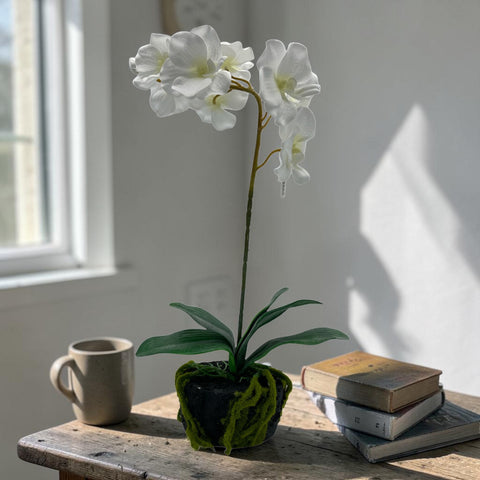 Künstliche orchidee weiß 40cm mit zarten blütenblättern und grünen blättern im dunklen topf mit moosumschlag