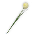 Allium gelb 66cm zarte hellgelbe kugelförmige blume mit strukturierter oberfläche und schlanken grünen drahtstielen