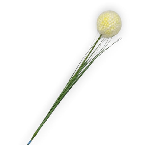 Allium gelb 66cm zarte hellgelbe kugelförmige blume mit strukturierter oberfläche und schlanken grünen drahtstielen