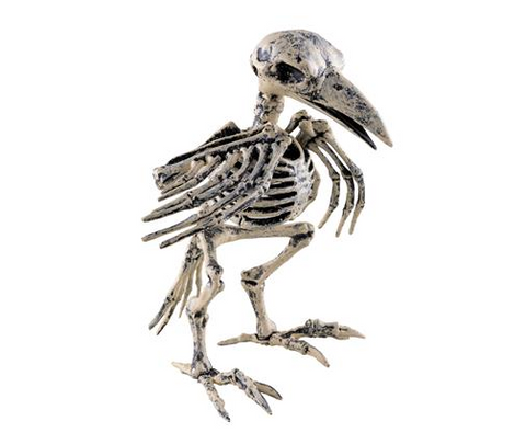 Vogelskelett 20 cm