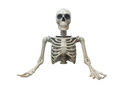 Torso Tom, großes Oberkörperschädel 104 cm