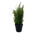 Adianthumfarn ca 40cm Dekoration Gasper
