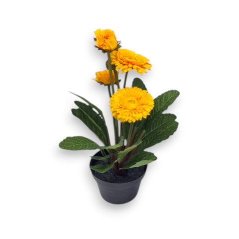 Chrysantheme im topf 30 cm