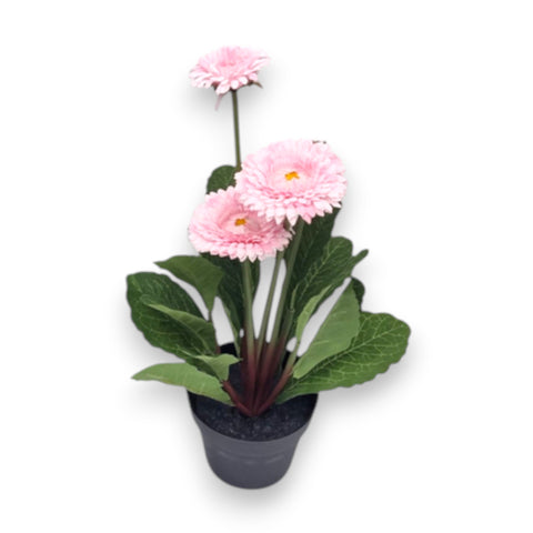 Chrysantheme im topf 30 cm