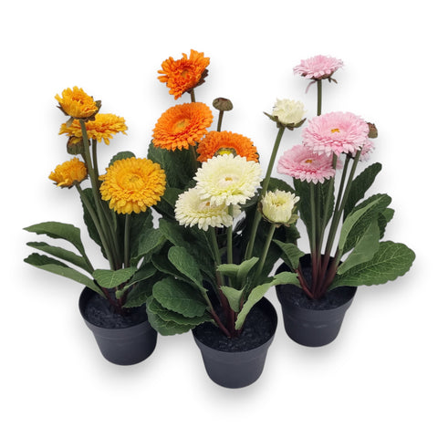 Chrysantheme im topf 30 cm