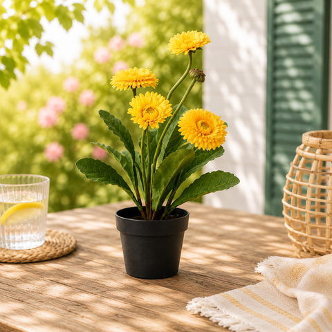 Chrysantheme im Topf