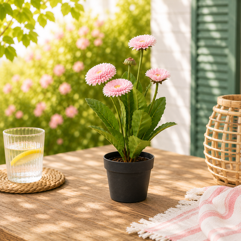 Chrysantheme im Topf