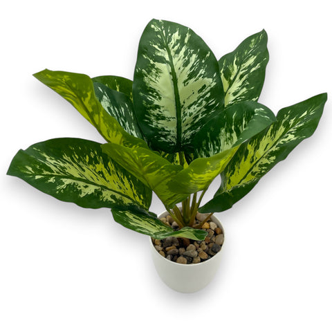 Dieffenbachia mit Kies