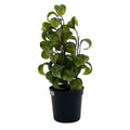 Ficus Barok 33cm Dekoration Gasper