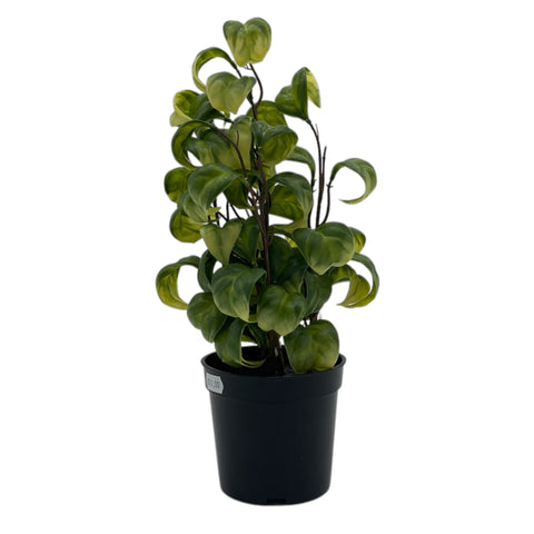 Ficus Barok 33cm Dekoration Gasper