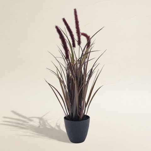 Pennisetum im Topf 54 cm