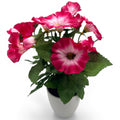 Eine lebendige pink-weiße künstliche petunie cerise blumenarrangement mit grünen blättern in weißem keramiktopf