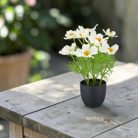 Eine zarte anordnung weißer cosmosblumen mit gelben mittelpunkten in einem schwarzen keramiktopf cosmea weiß