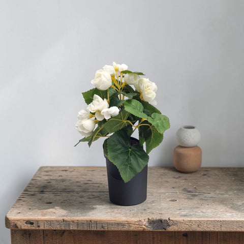 Ein kunstlicher begonienbusch creme mit weissen blumen und grünen blättern in einem schwarzen zylinderpot ca 24cm