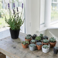 Lavendel im topf 25cm mit üppiger pflanze in mattschwarzem topf umgeben von kleinen sukkulenten in terrakotta und weißer keramik