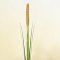 Lampenputzergras mit schlankem grünem halm und dichtem goldbraunem samenstand für gartendekoration