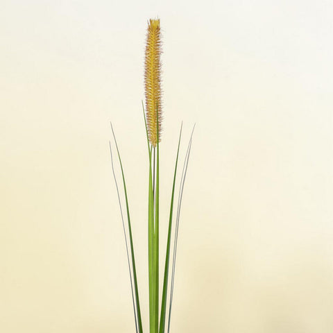 Lampenputzergras mit schlankem grünem halm und dichtem goldbraunem samenstand für gartendekoration