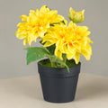 Dahlien im topf 14cm mit leuchtend gelben künstlichen blumen und grünen blättern in mattschwarzem keramiktopf