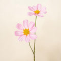 Rudbeckia metallic 55cm rosa mit zarten rosa cosmosblüten und gelben mittelstücken an schlanken grünen stielen