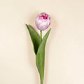 Eine zarte dunkelrosa tulpe mit geschichteten blütenblättern und lebhaft grünen blättern 48cm lang