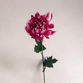 Eine lebhafte magentafarbene dahlie pink einzeln 66cm mit zarten schichtblättern und dunkelgrünen blättern