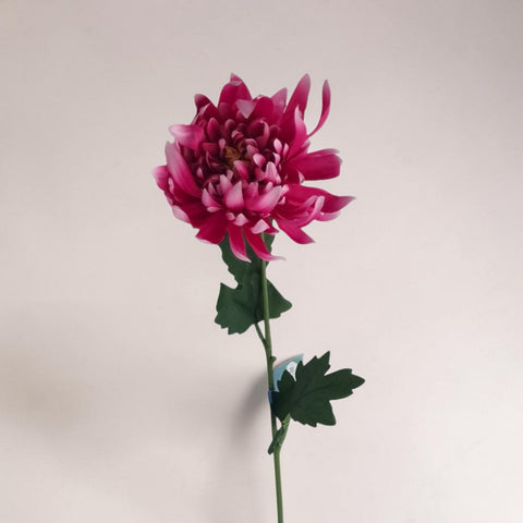 Eine lebhafte magentafarbene dahlie pink einzeln 66cm mit zarten schichtblättern und dunkelgrünen blättern