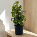 Eine ficus barok 33cm in einem schwarzen plastiktopf mit üppigen herzförmigen variegierten grünen blättern