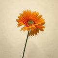 Eine leuchtend orange gerbera mit mehrschichtigen blütenblättern und strukturiertem grünem zentrum auf schlankem stiel