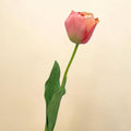 Eine einzelne tulpe 66 cm in zartem rosa mit sanftem verlauf zu pfirsich an den blütenblättern