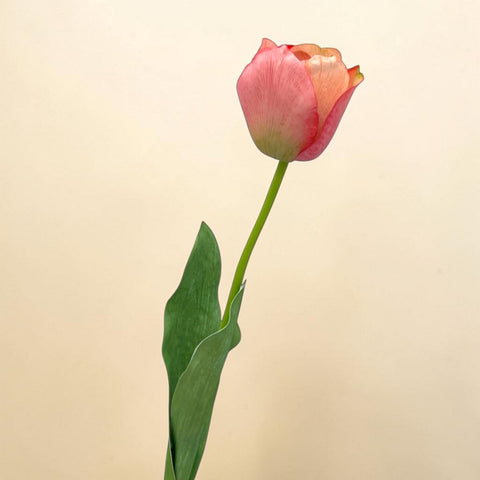 Eine einzelne tulpe 66 cm in zartem rosa mit sanftem verlauf zu pfirsich an den blütenblättern