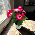 Vibrantes künstliches blumenarrangement petunie cerise in pink und weiß mit grünen blättern im weißen keramiktopf