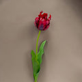 Eine papageientulpe rot 66cm mit lebendig roten und violetten, gekräuselten blütenblättern und schlankem grünem stiel