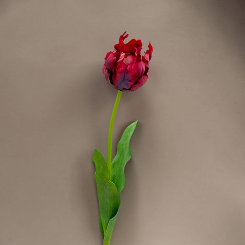 Eine papageientulpe rot 66cm mit lebendig roten und violetten, gekräuselten blütenblättern und schlankem grünem stiel