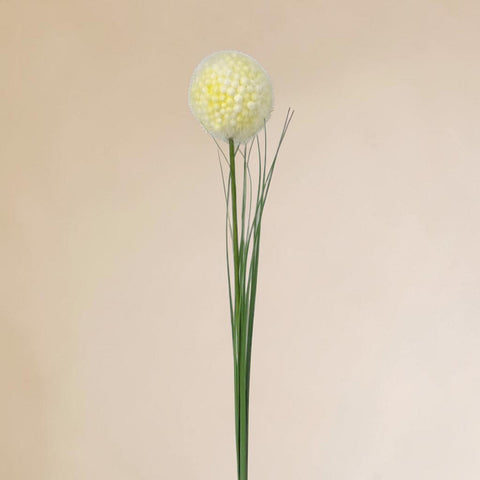 Ein zarter gelber allium blumenkopf mit strukturierter oberfläche und schlankem grünem stiel 66 cm lang